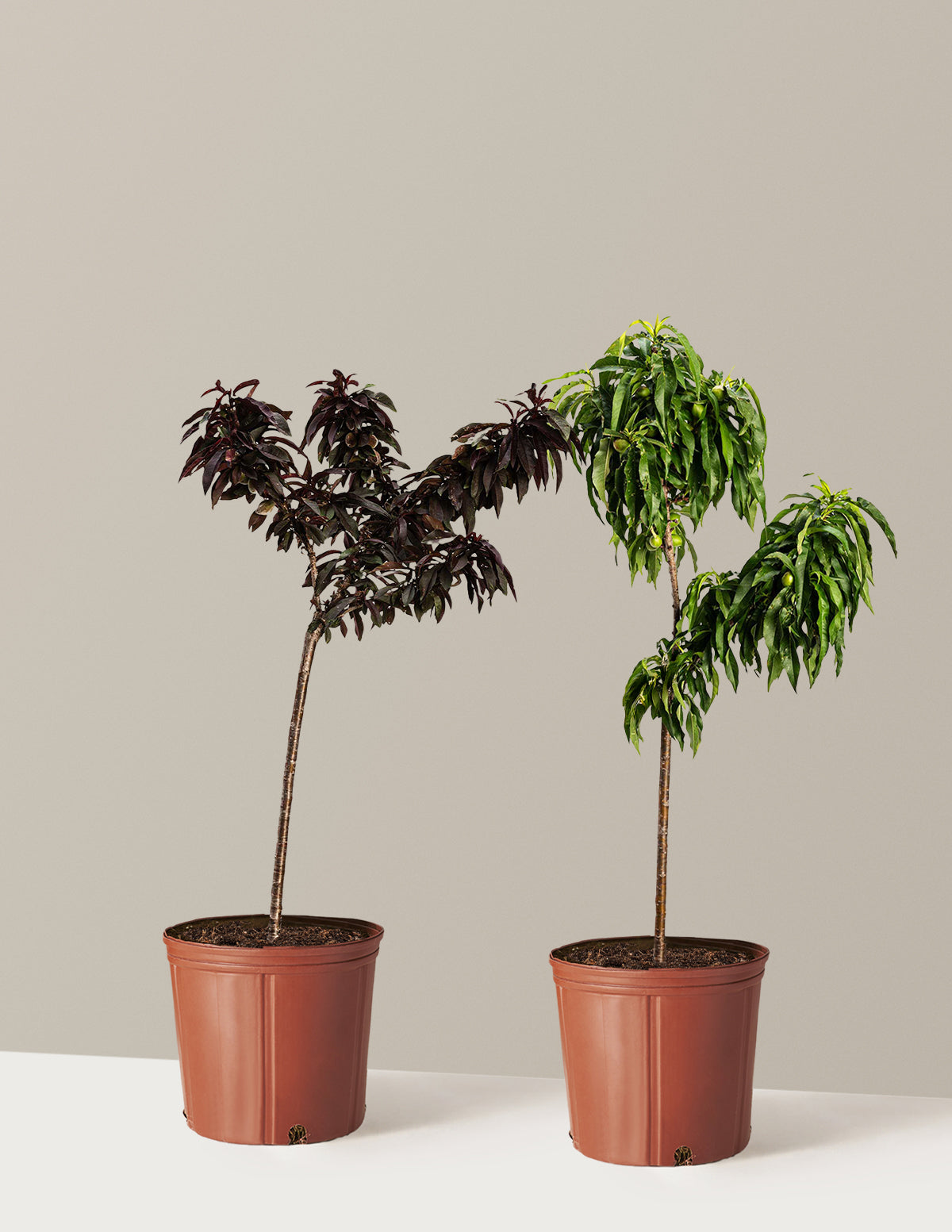 Patio Peach Tree Bundle