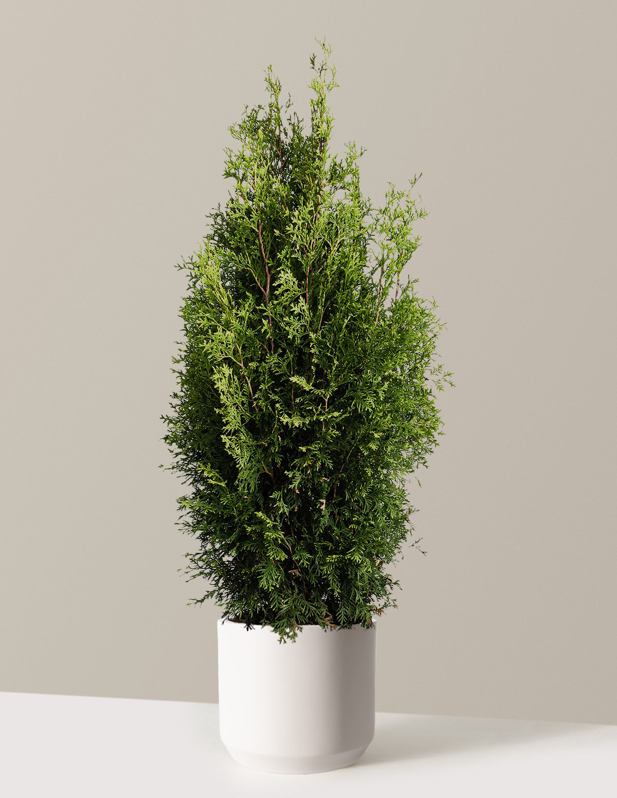 Private Jet Arborvitae