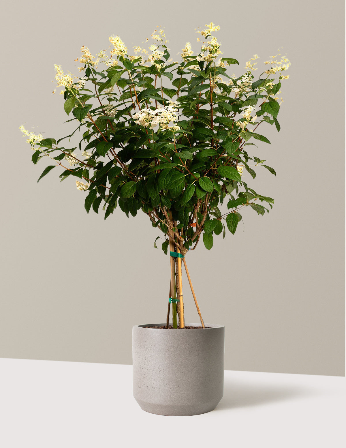 Quick Fire Hydrangea Tree