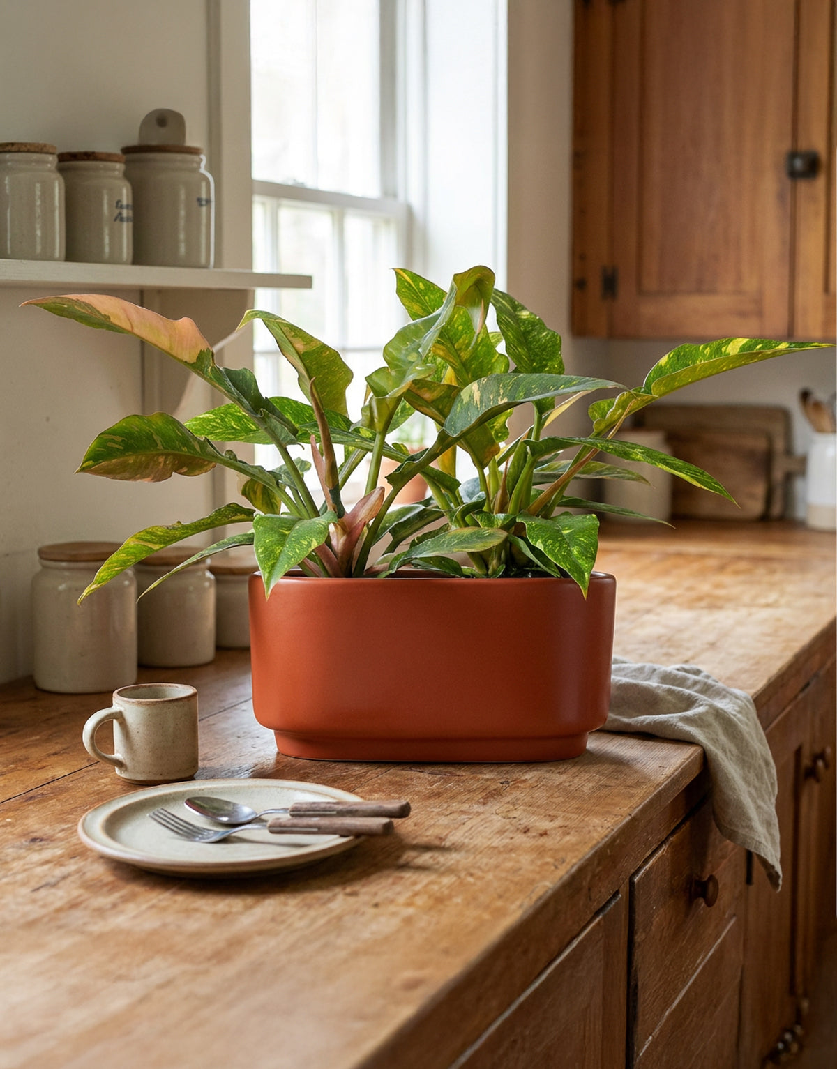 Double Philodendron Ring of Fire