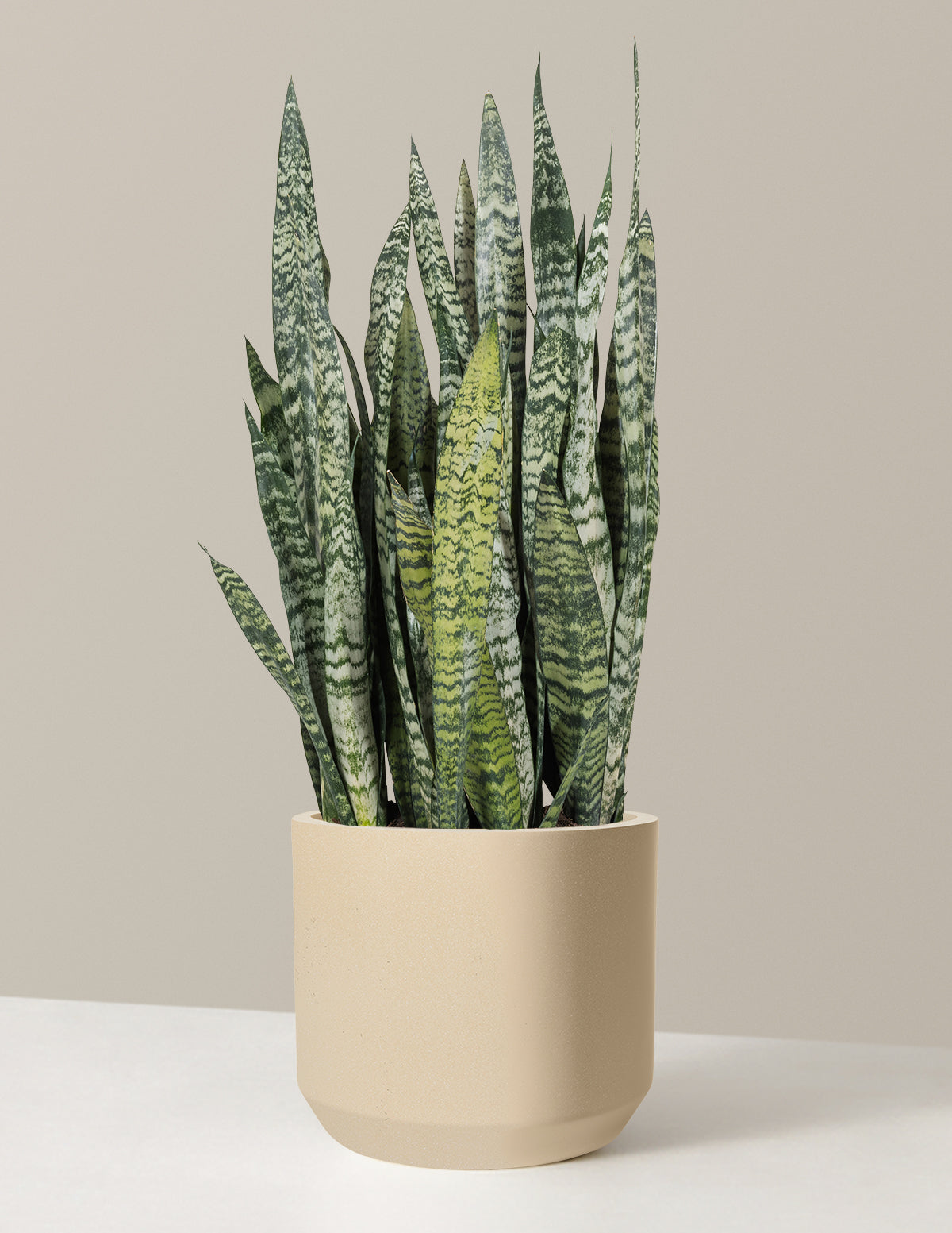 Snake Plant Zeylanica