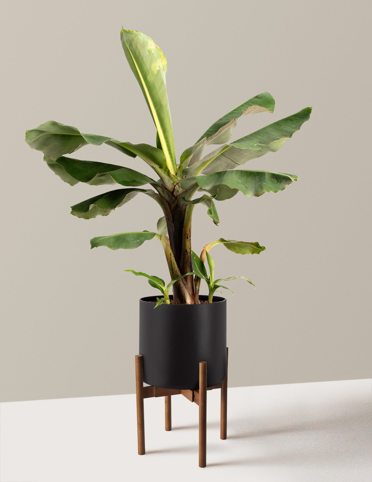 Truly Tiny Dwarf Banana Tree