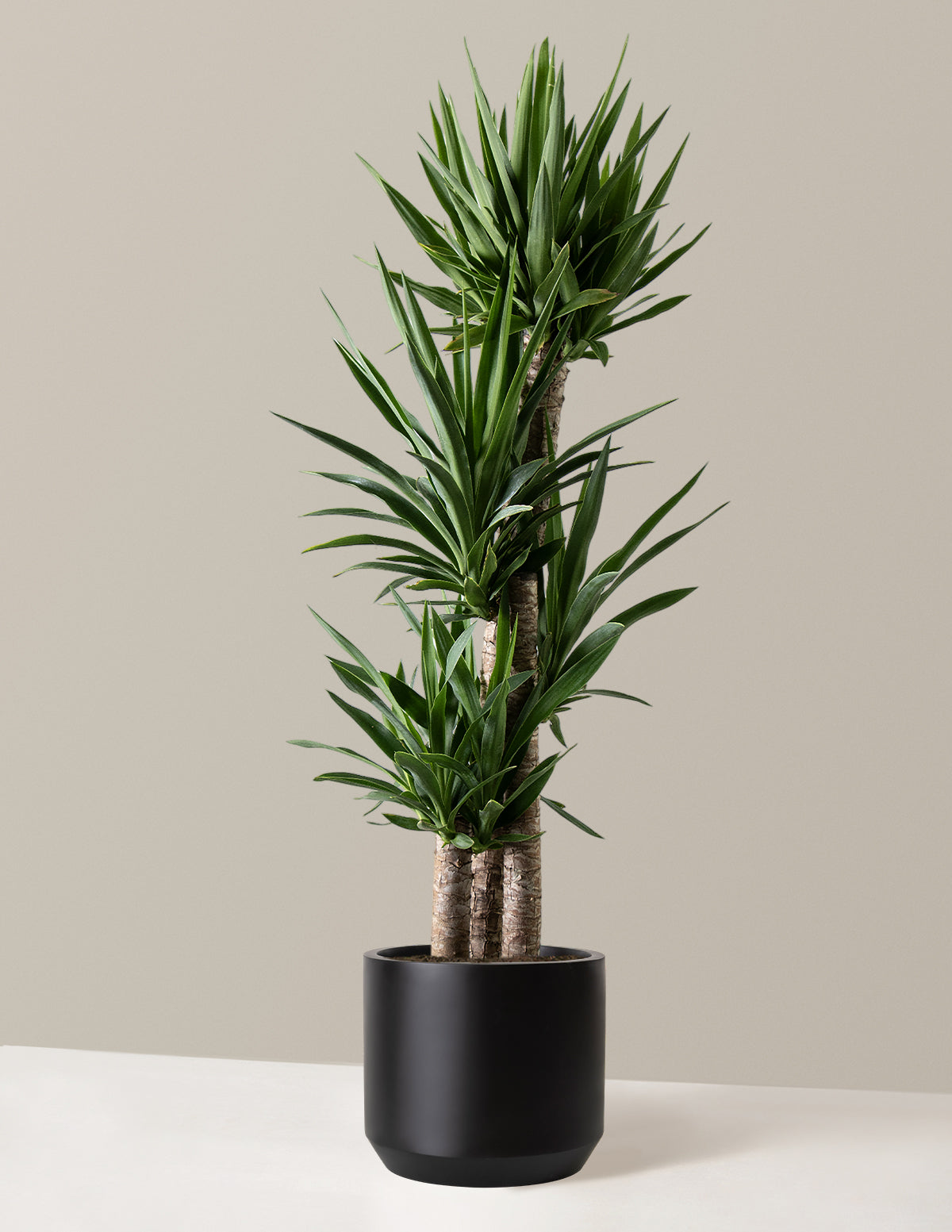 Yucca Plant Multi Stem