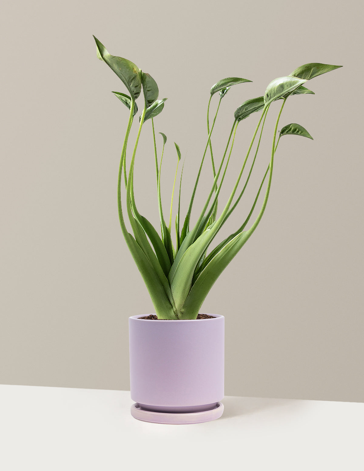 Alocasia Tiny Dancer