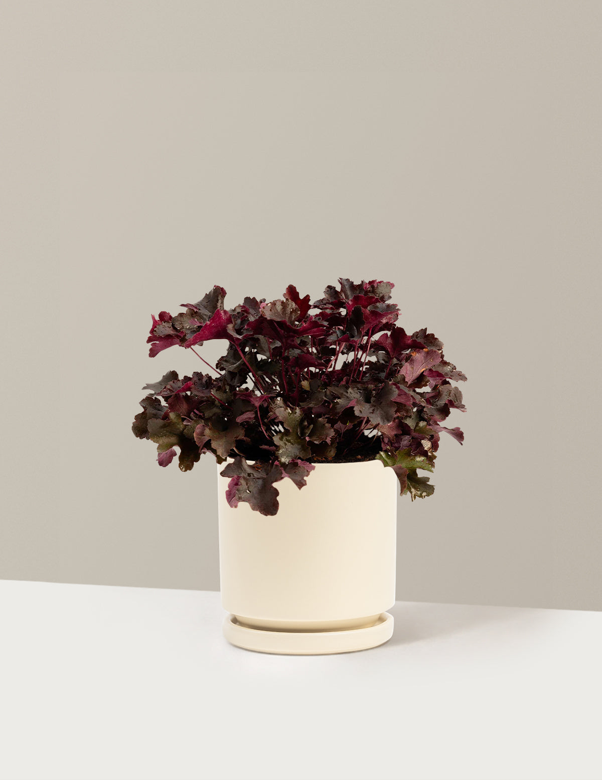 Balboa Sunset Heuchera
