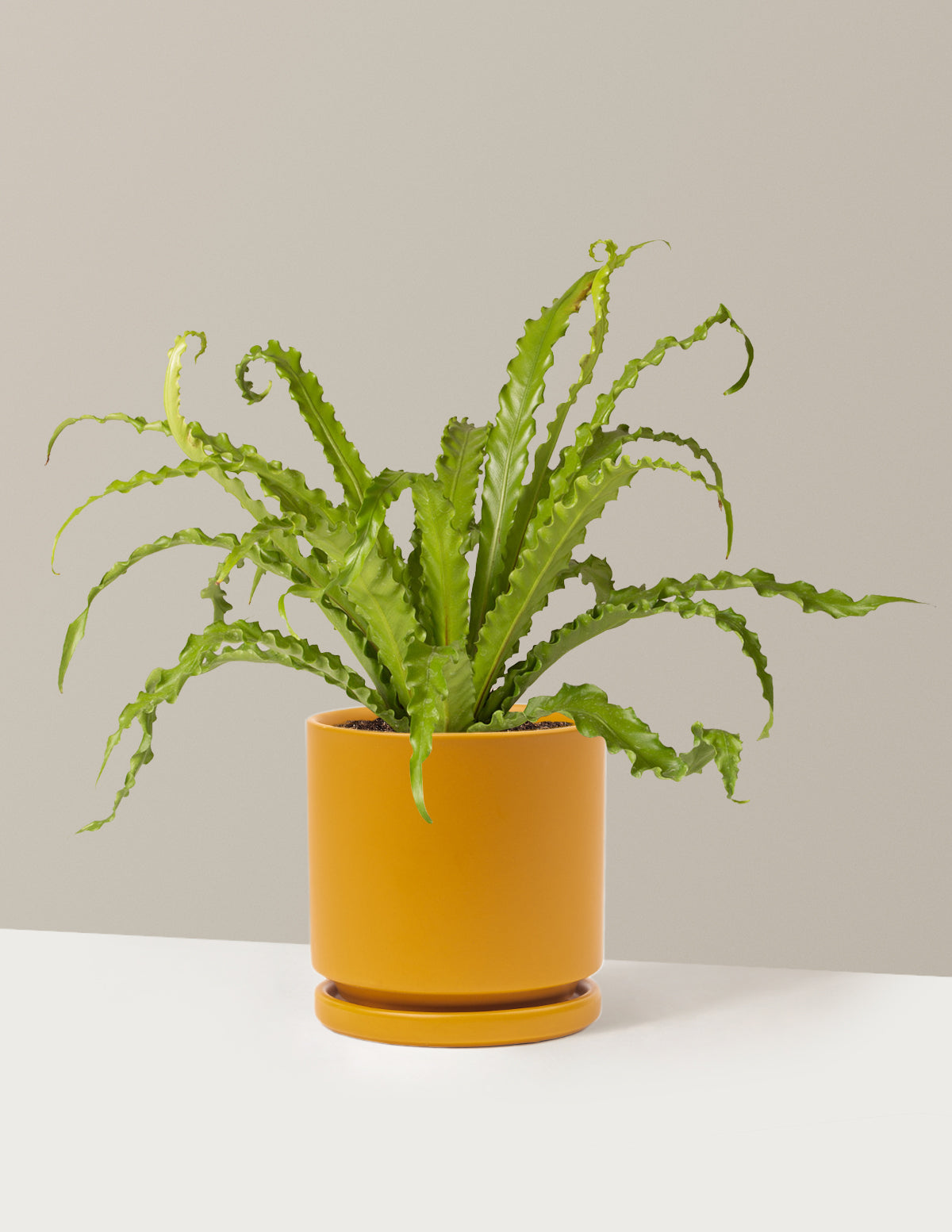 Bird's Nest Fern