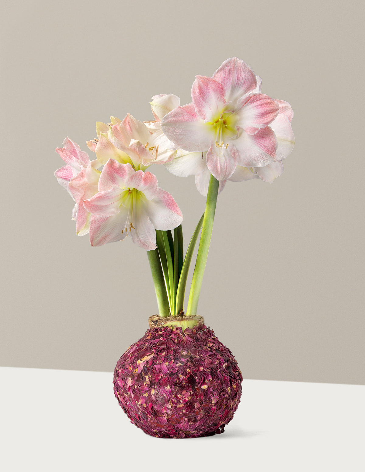 Waxed Amaryllis Bulb