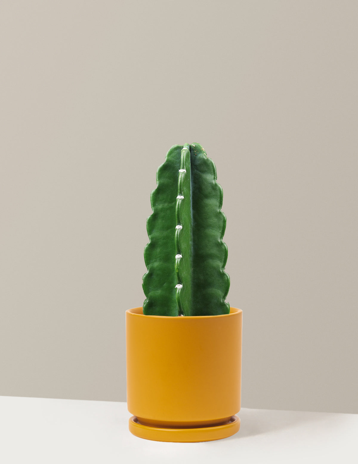 Cuddly Cactus
