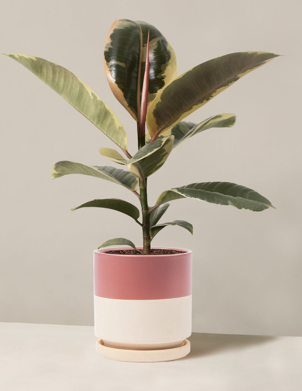 Ficus Tineke Bush