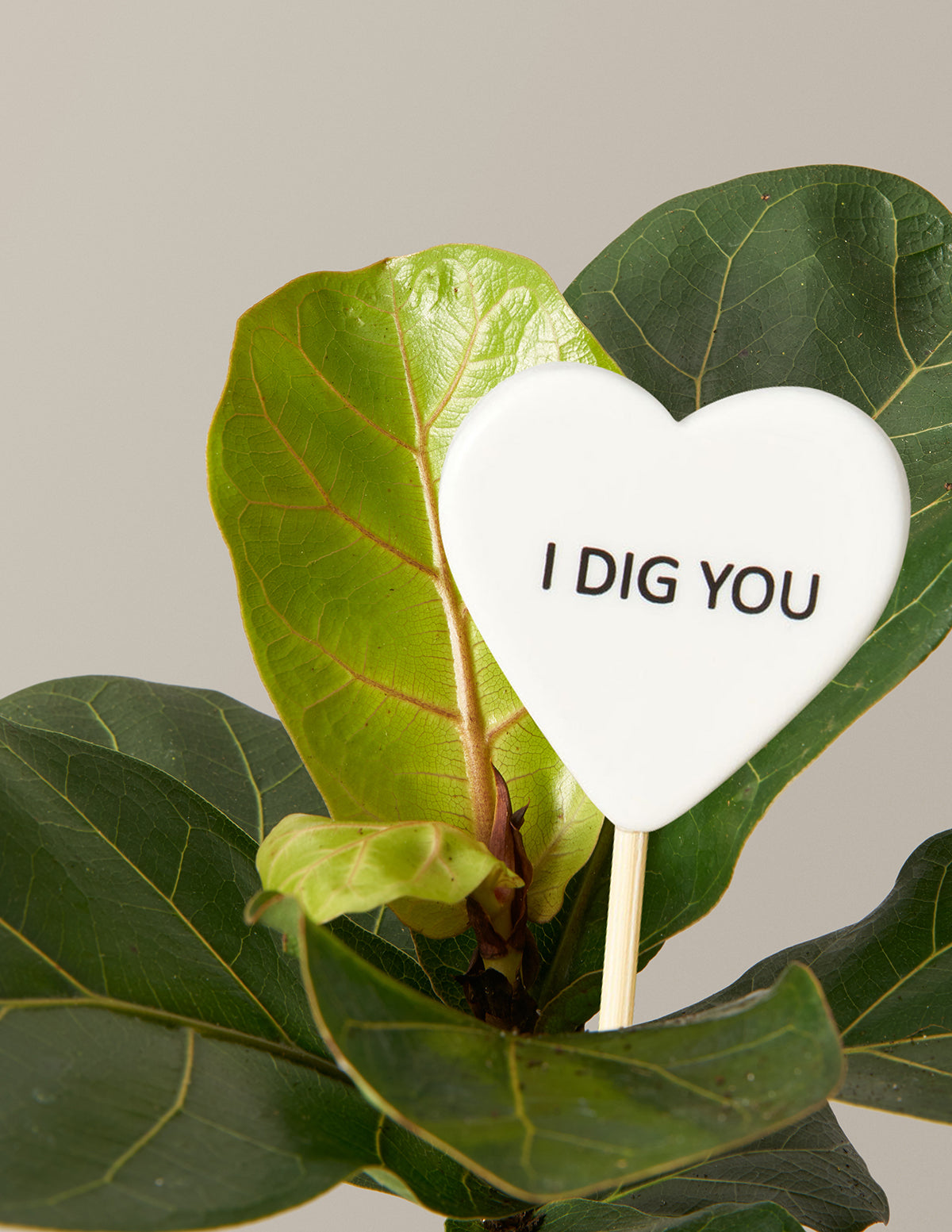 I Dig You Fiddle Leaf Fig Bush