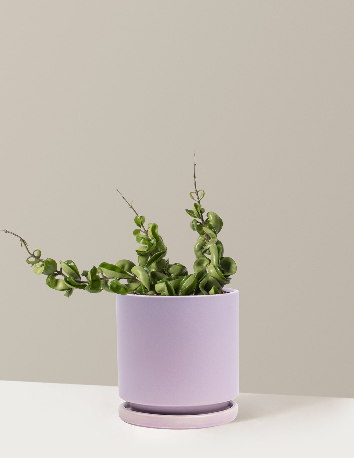 Hoya Rope