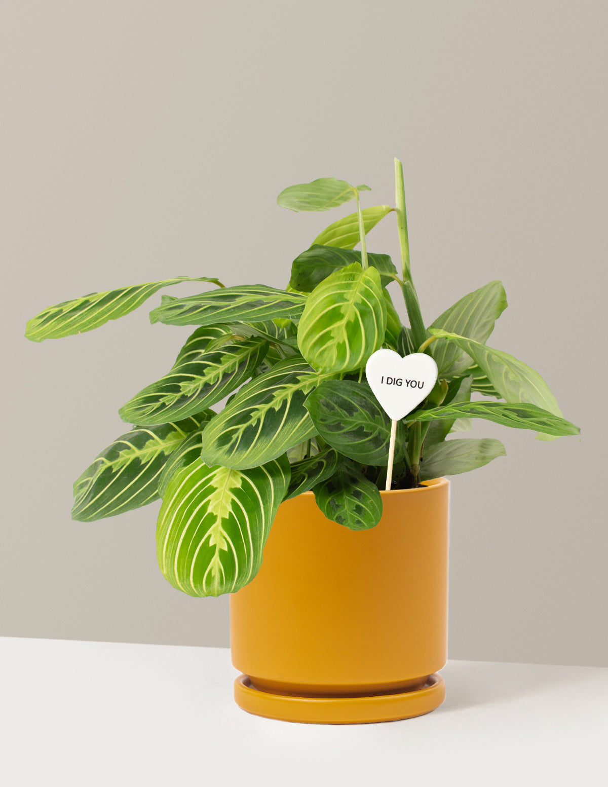 I Dig You Lemon Lime Prayer Plant