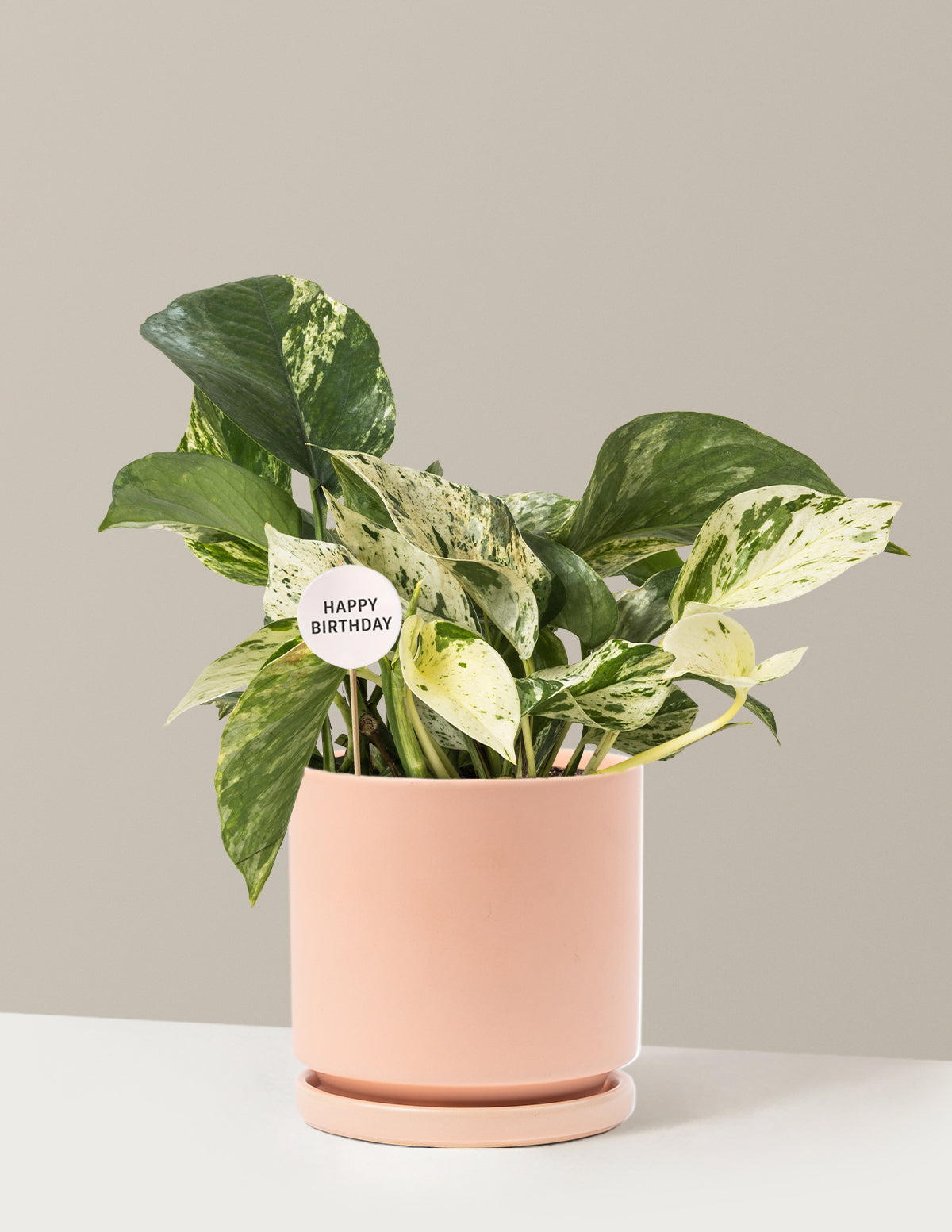 Happy Birthday Pothos Marble Queen