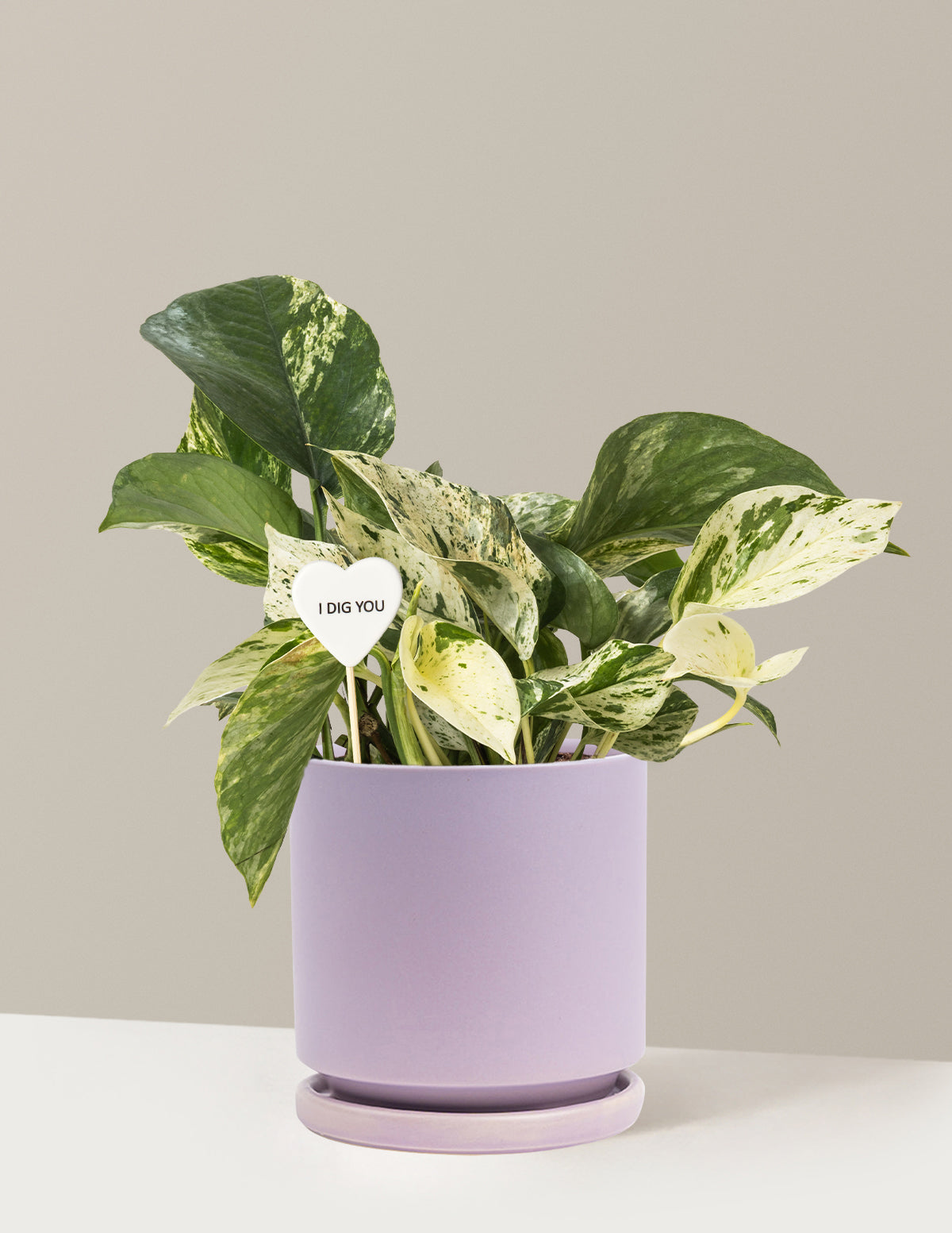 I Dig You Pothos Marble Queen