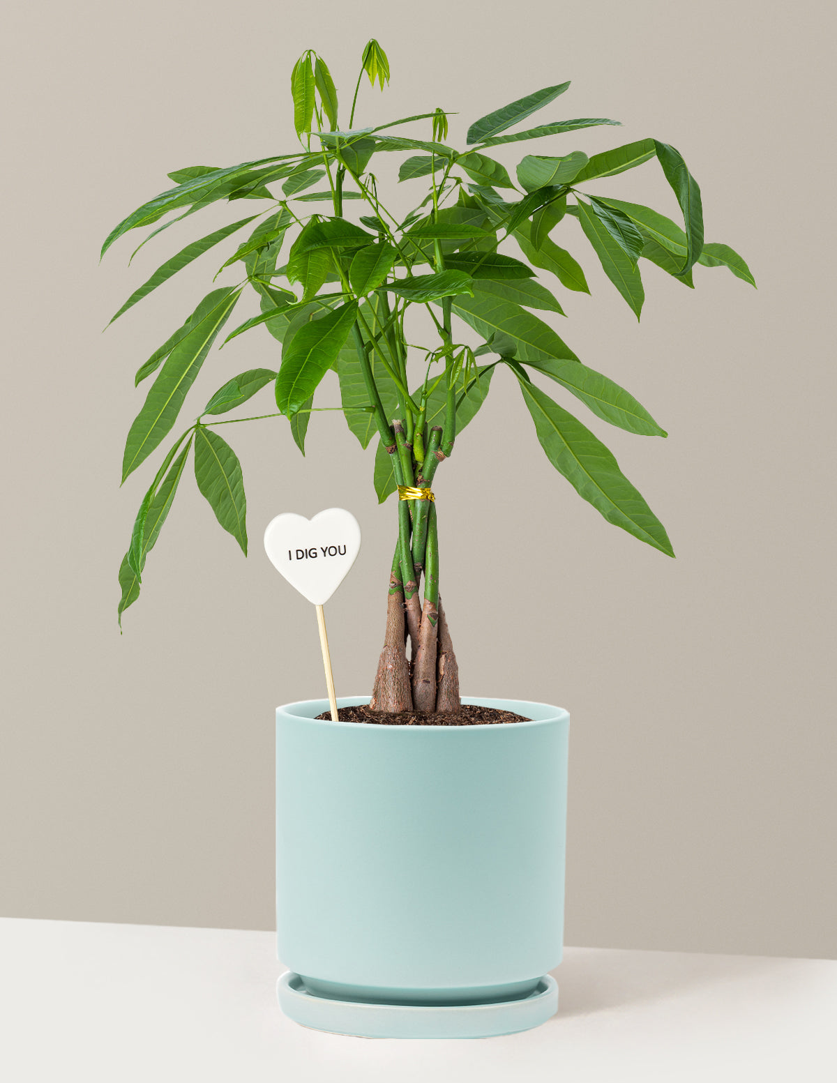 I Dig You Money Tree Plant