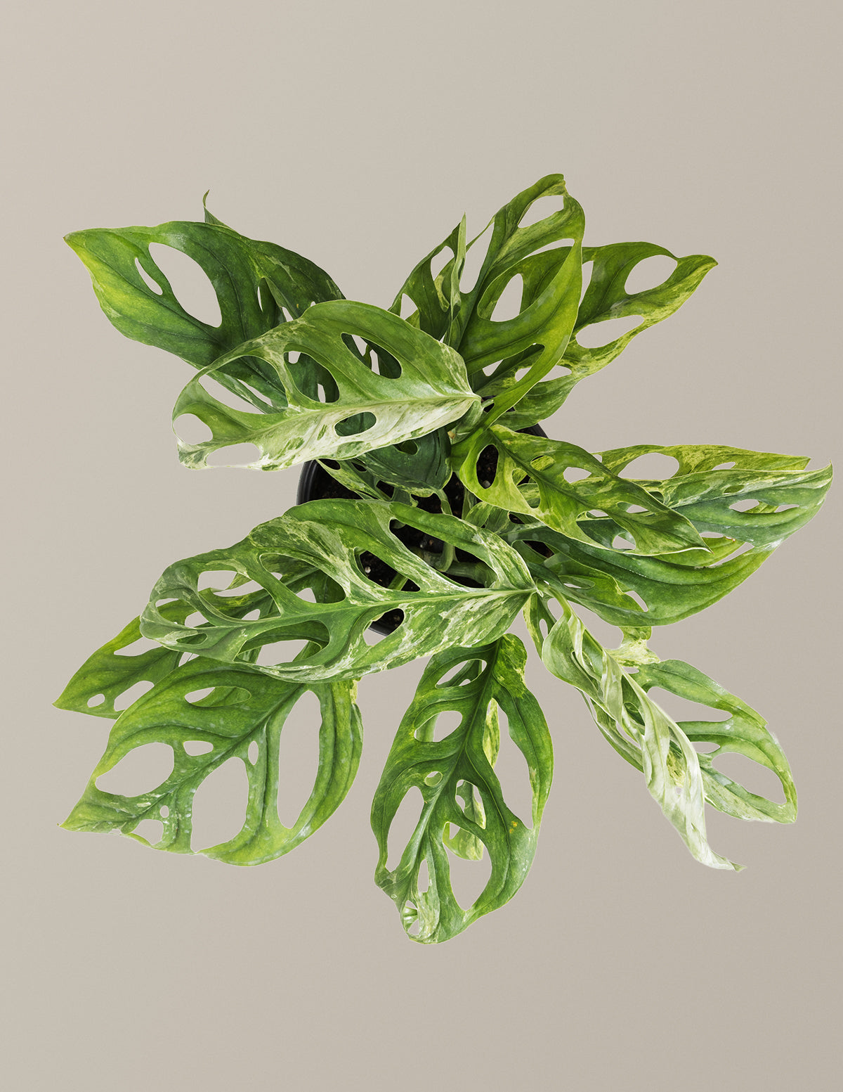 Monstera Adansonii Mint