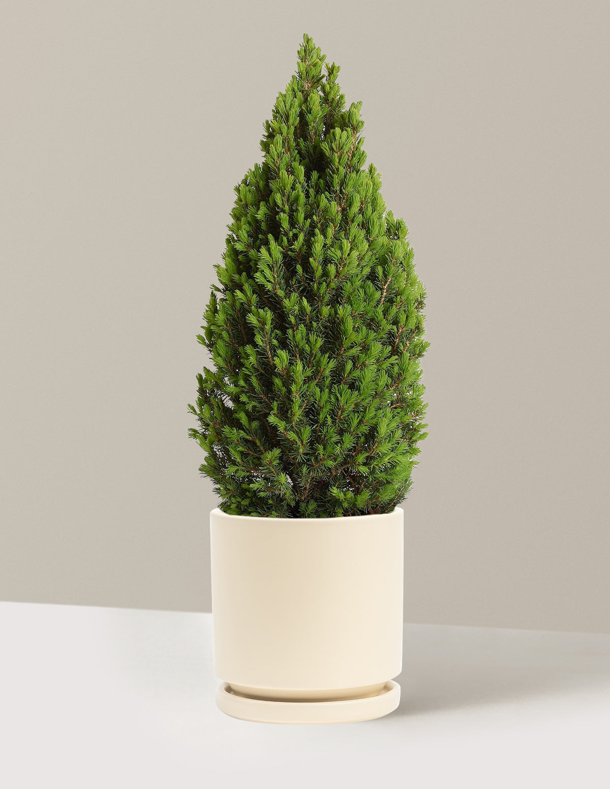 Tiny Tower Dwarf Alberta Spruce