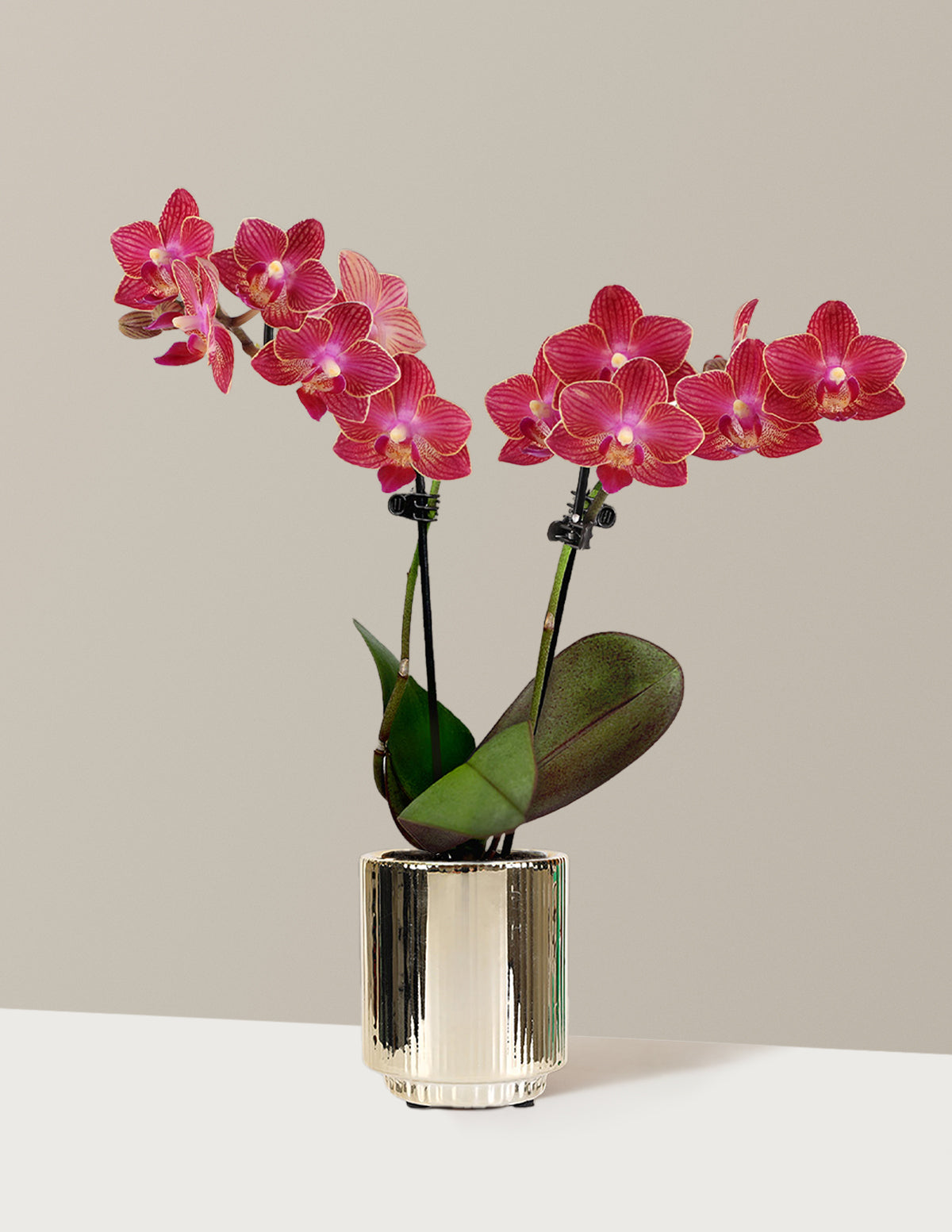 Mini Orchid