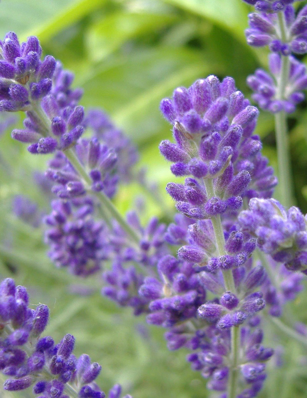 Phenomenal Lavender Plant