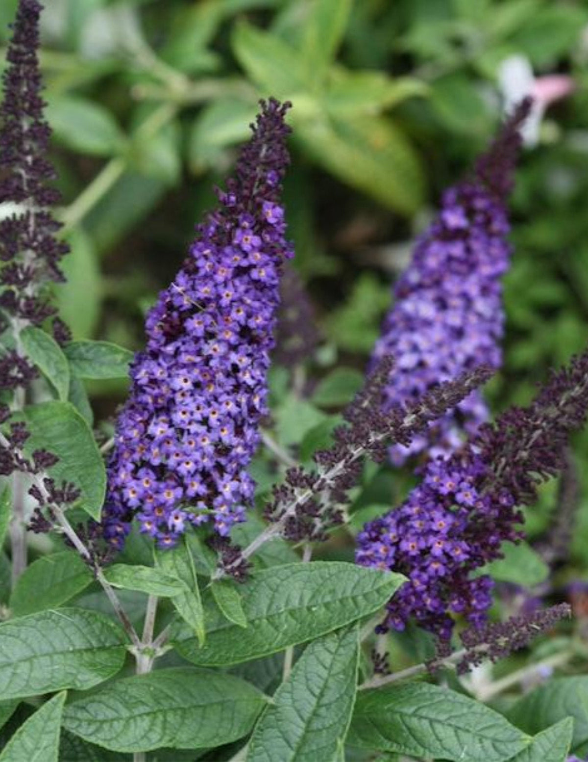 Pugster Blue Butterfly Bush
