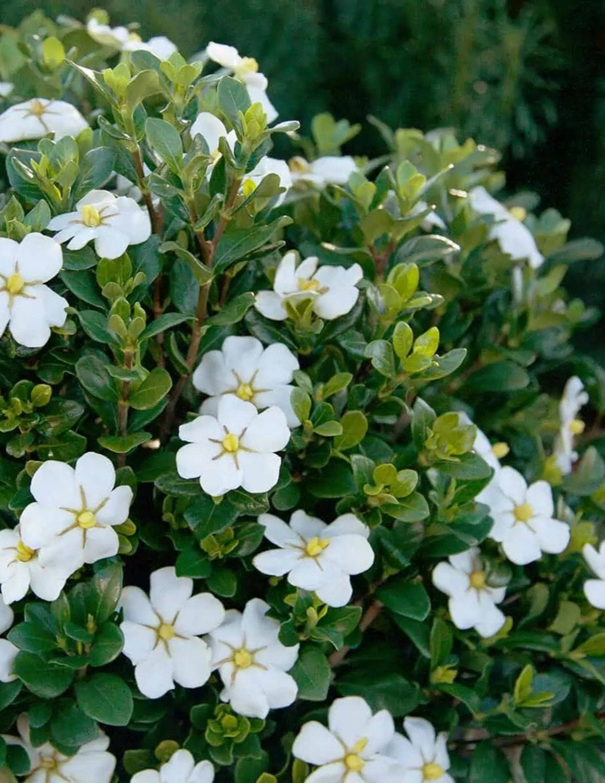 ScentAmazing Gardenia