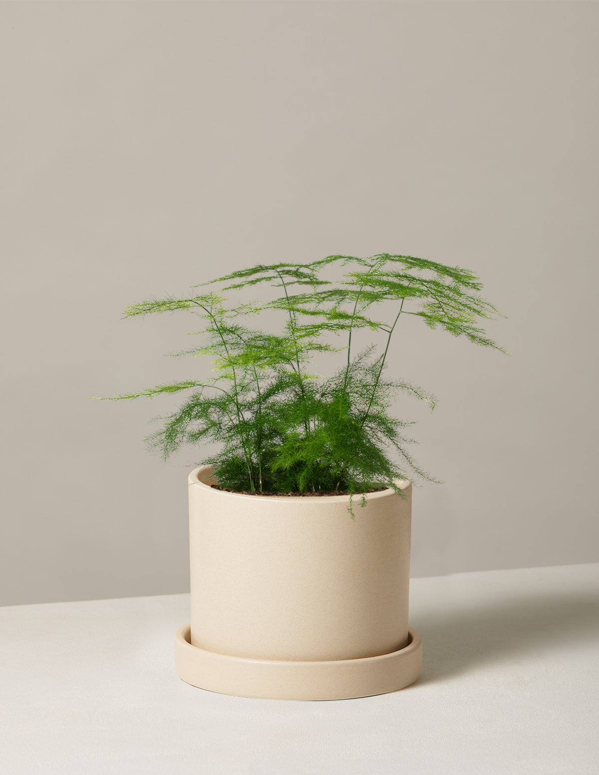 Asparagus Fern