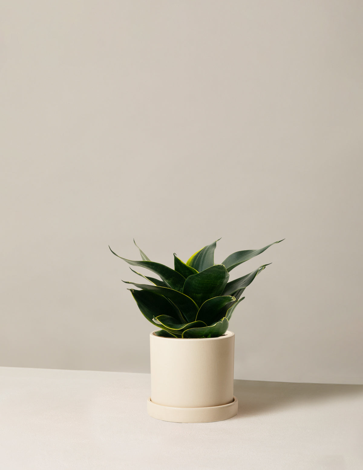 Snake Plant Hahnii