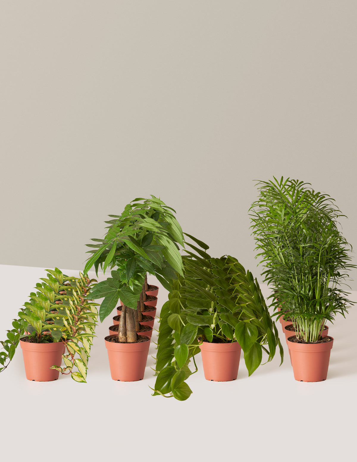 Urban Jungle Party Pack, 30