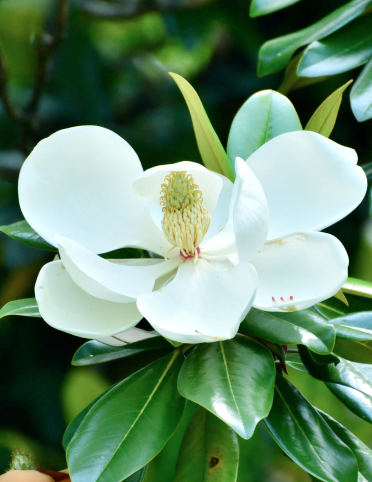 Teddy Bear Southern Magnolia