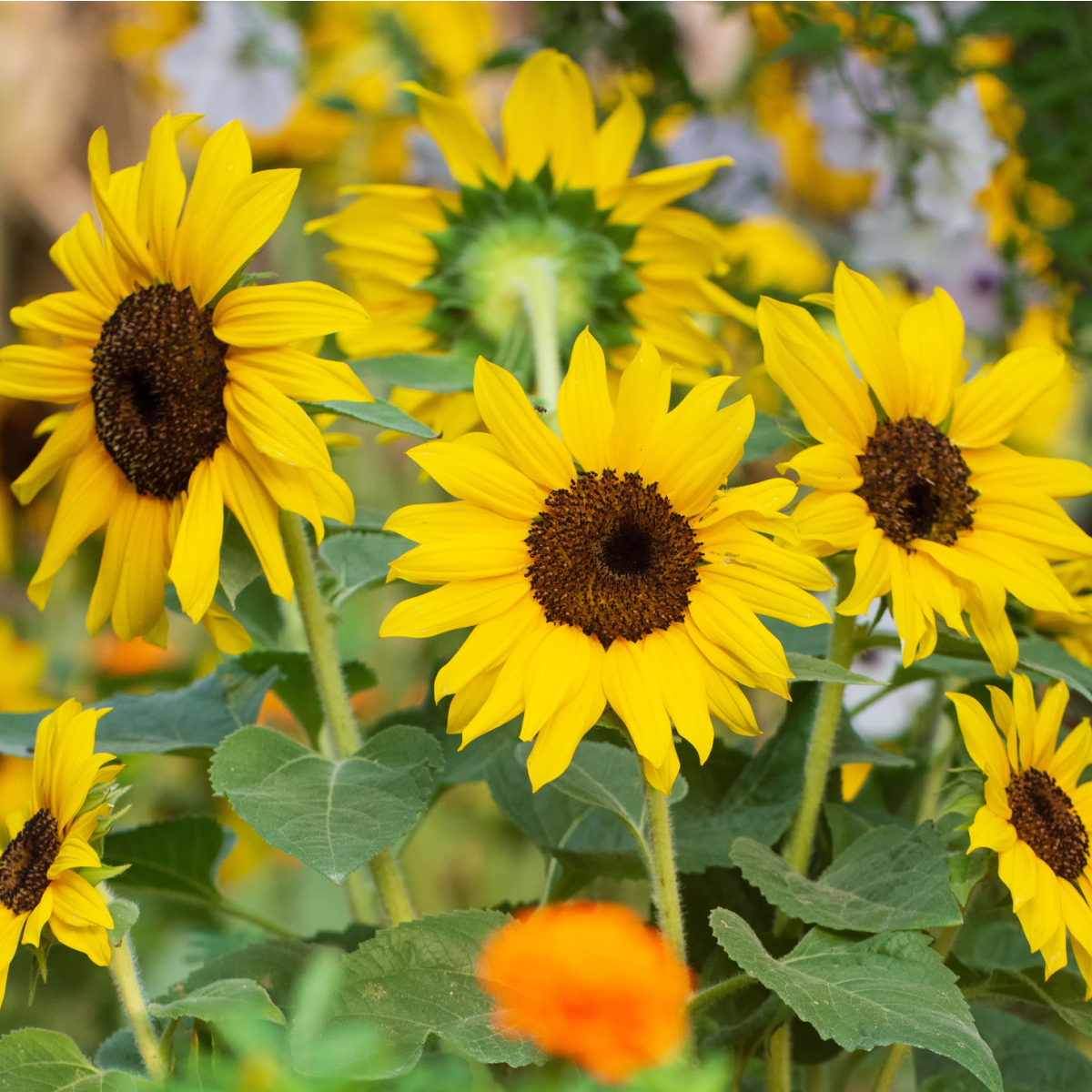 SunBelievable Brown Eyed Girl Helianthus