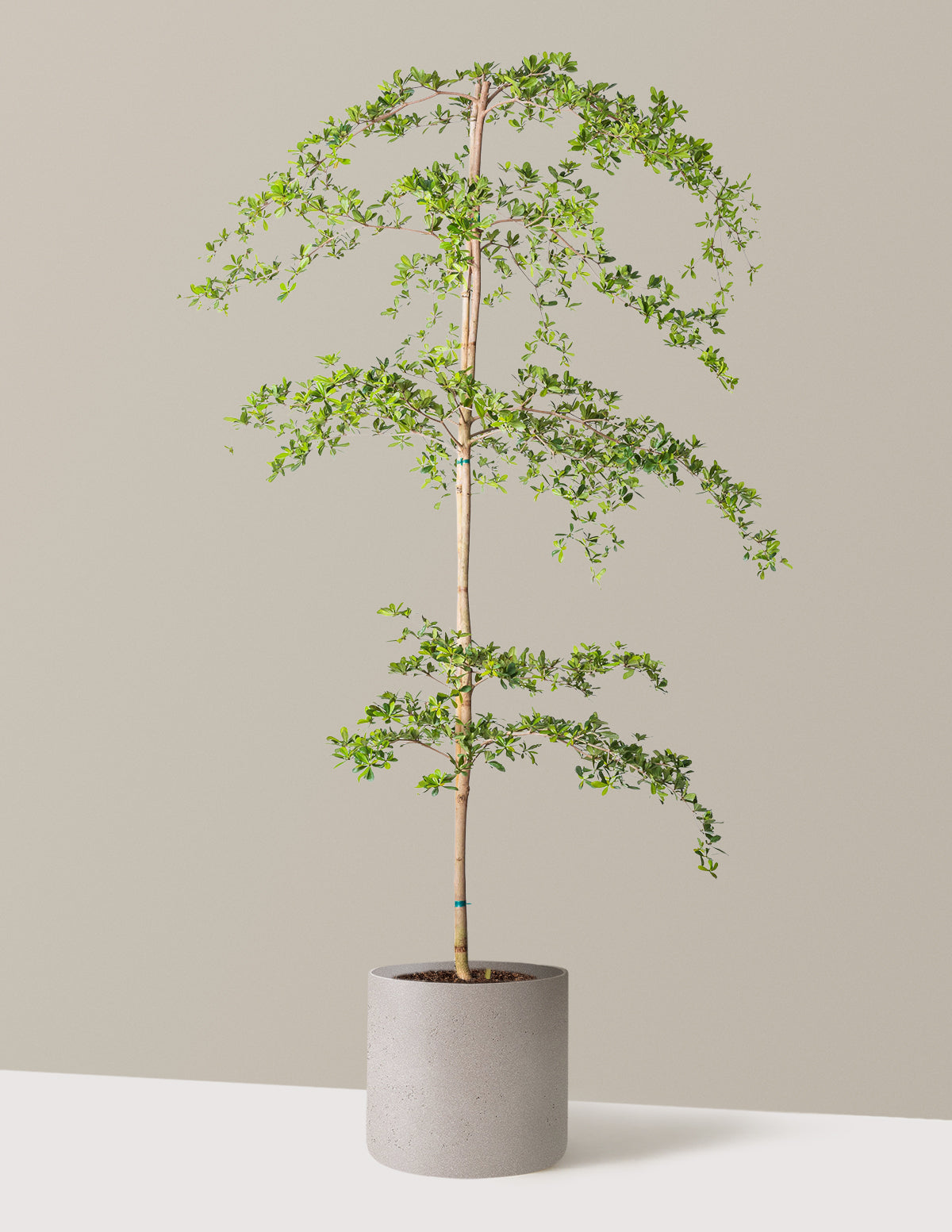 Black Olive Tree