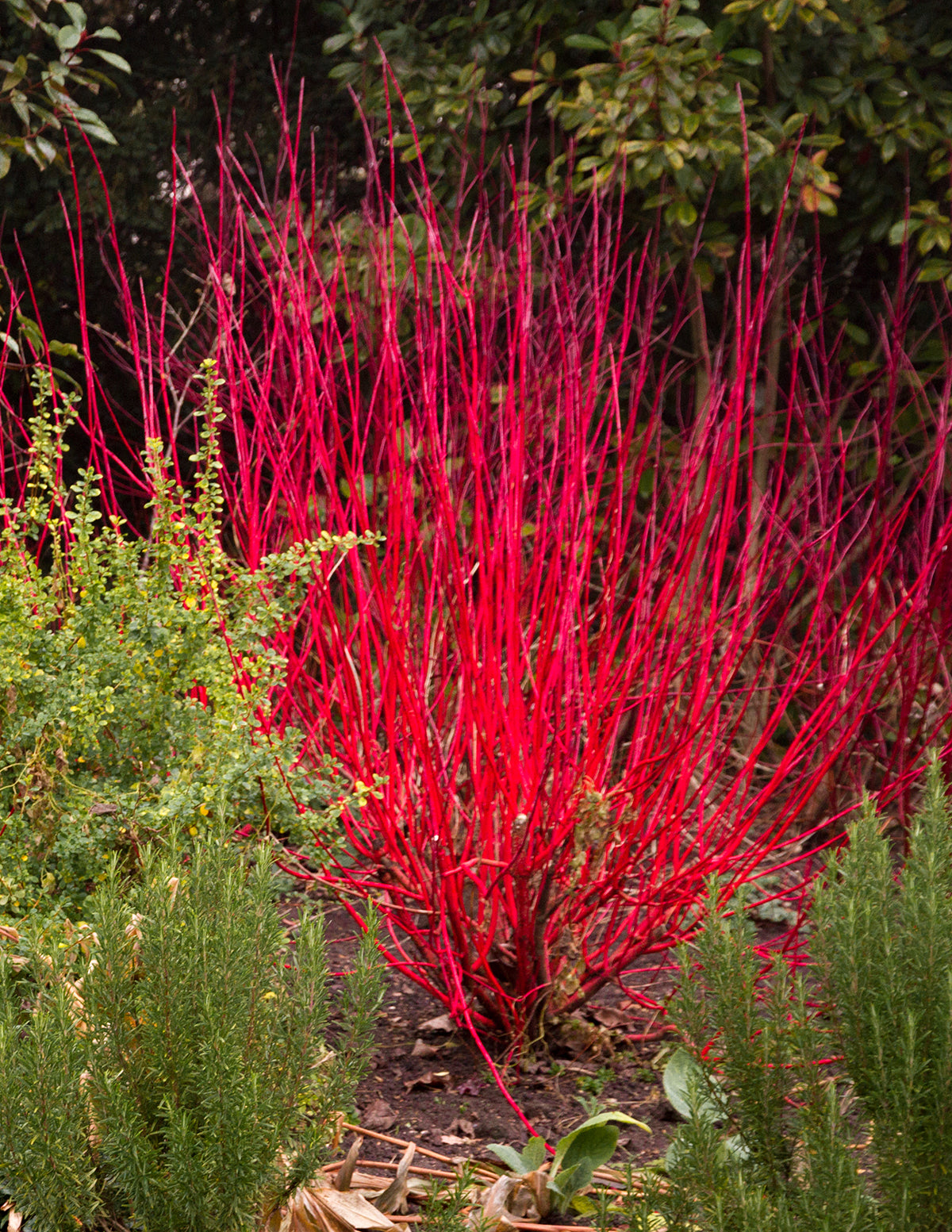 Arctic Fire Red Twig Dogwood