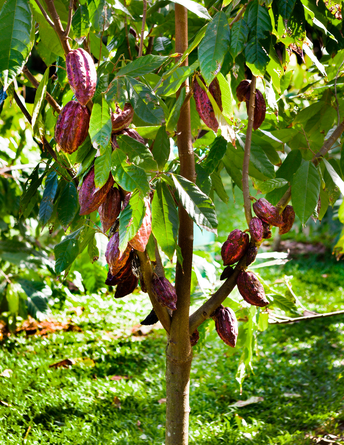 Theobroma Cacao Tree