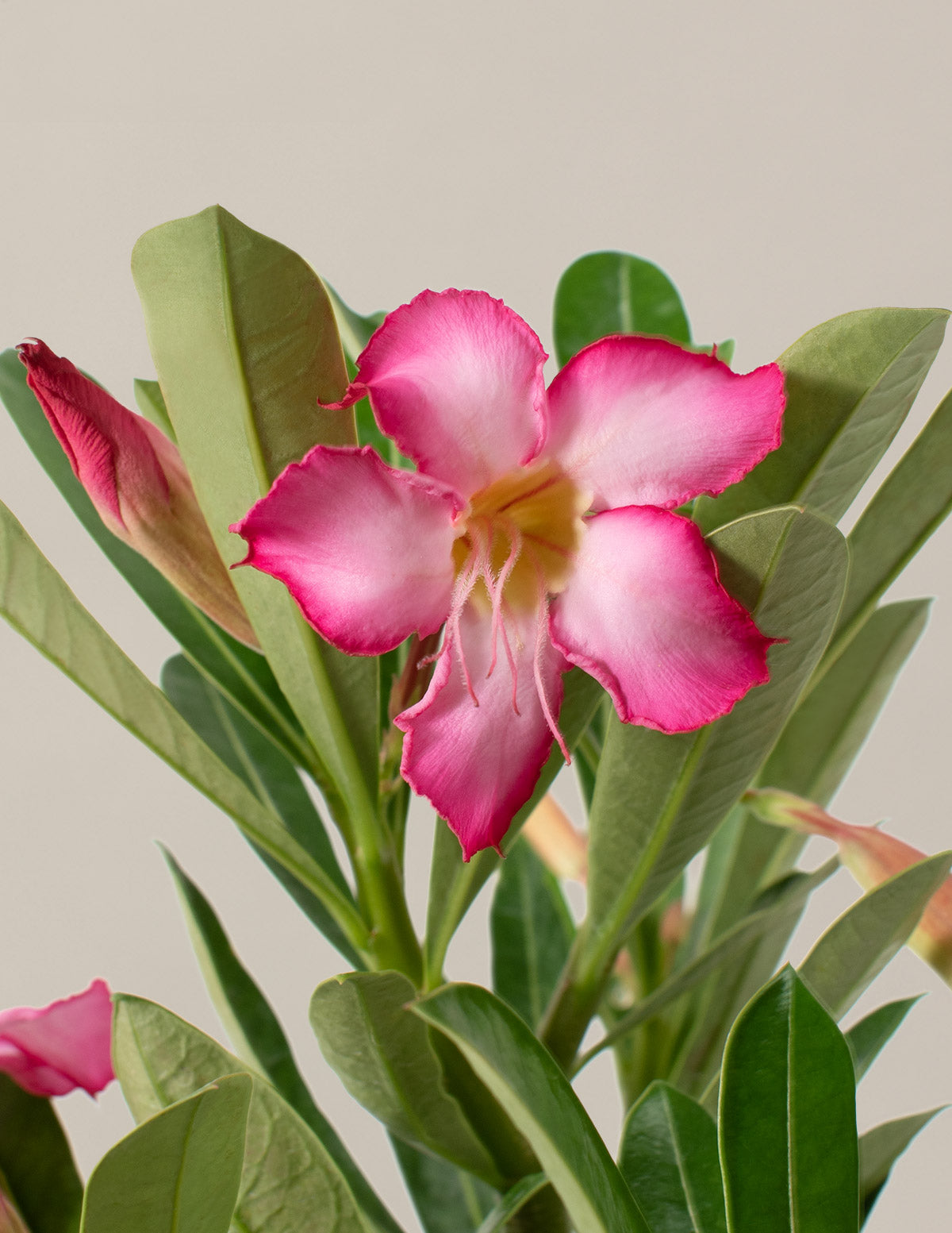 Desert Rose