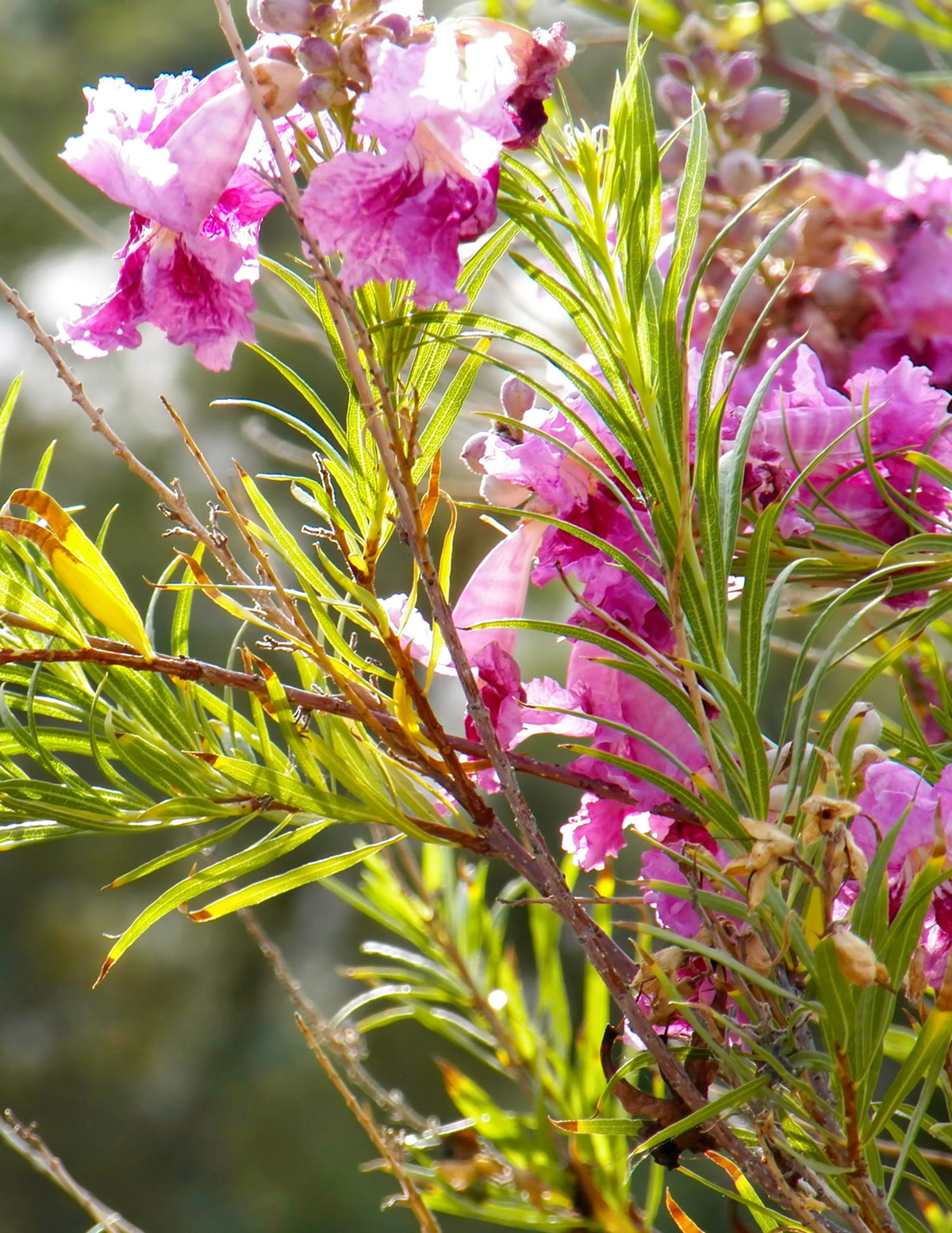 Bubba Jones Desert Willow Tree