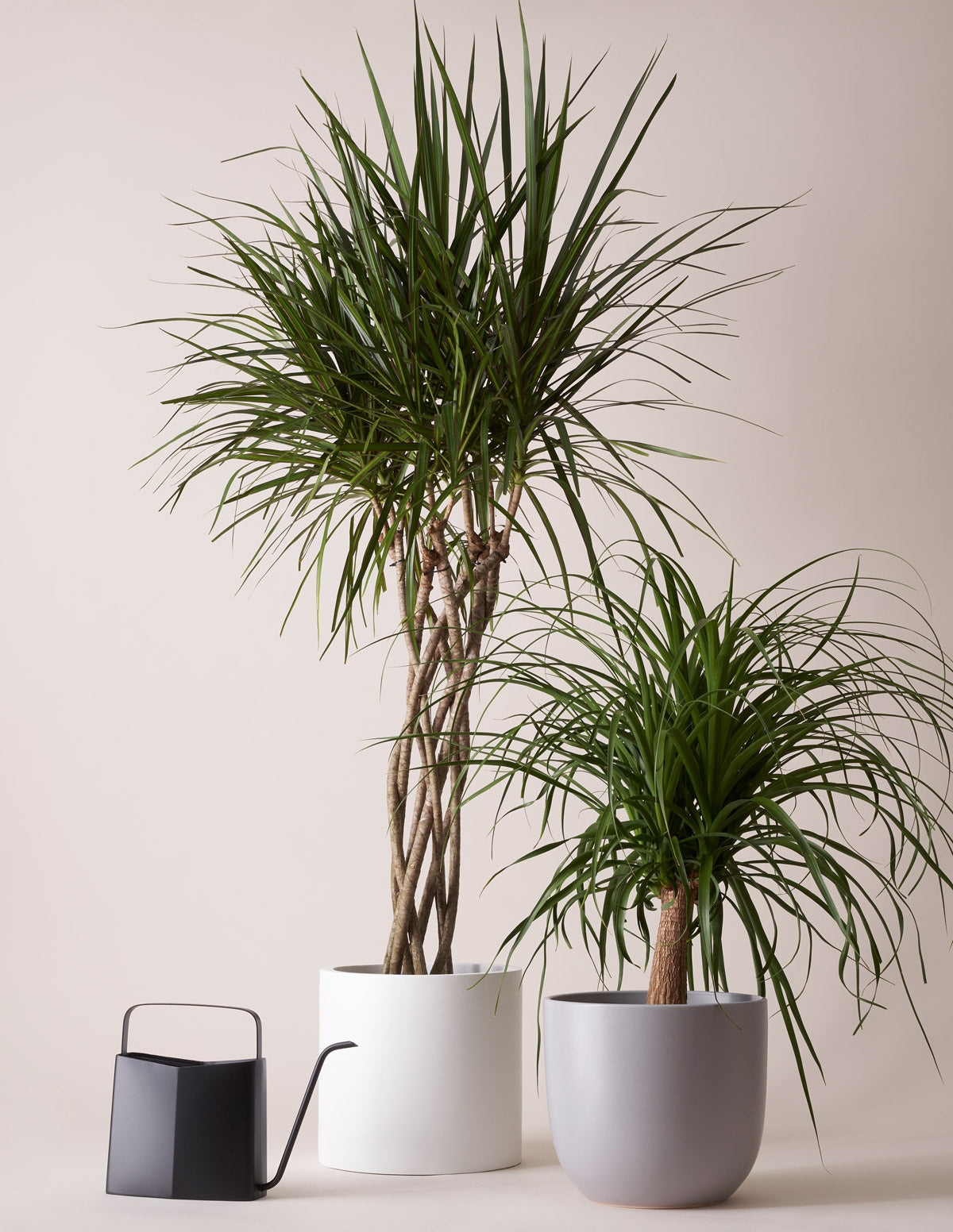 Dracaena Marginata Open Weave