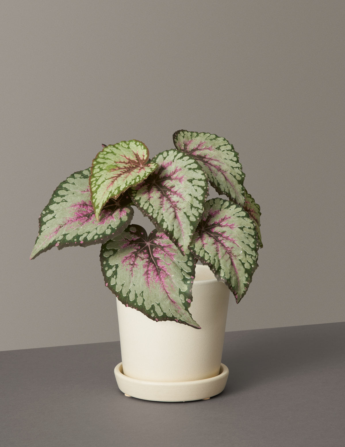 Artificial Rex Begonia