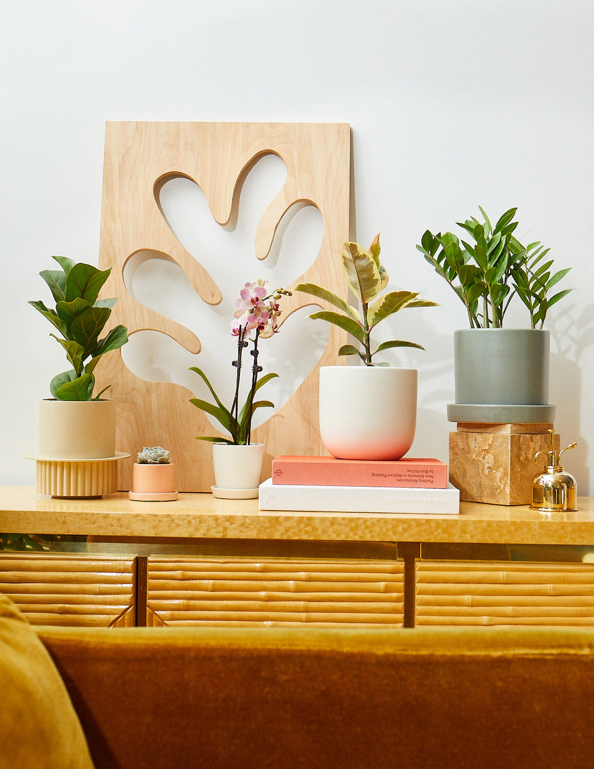 ZZ Plant Party Pack - Image 3
