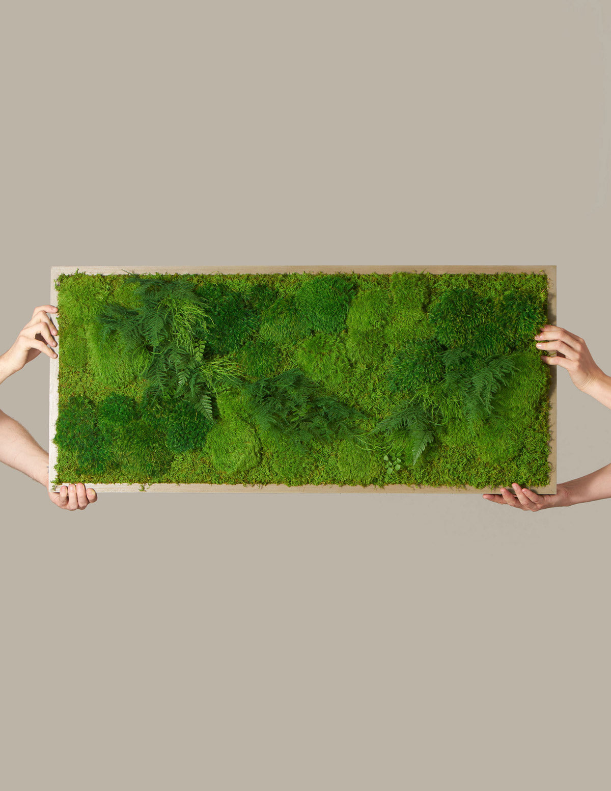 Medium Preserved Living Wall
