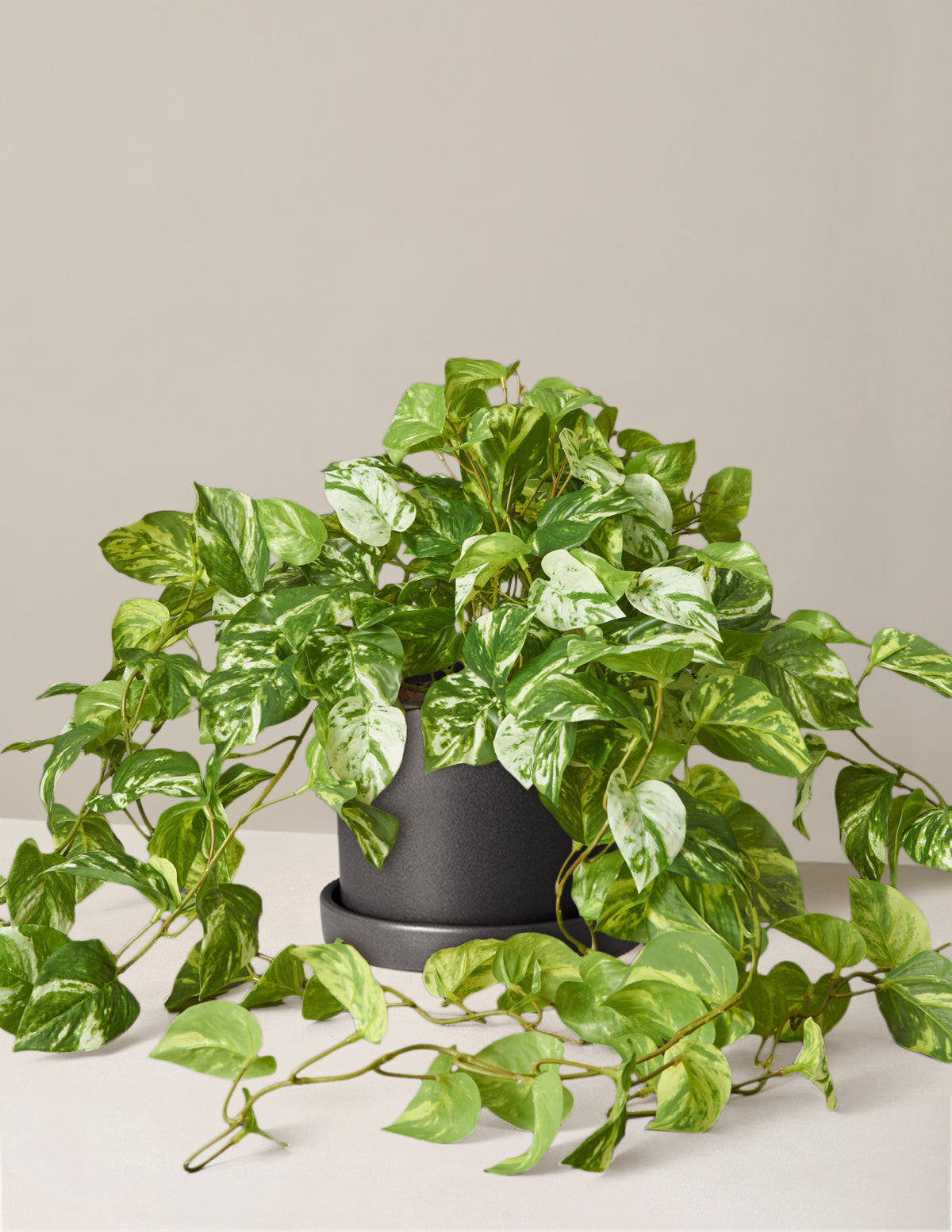Artificial Pothos Plant