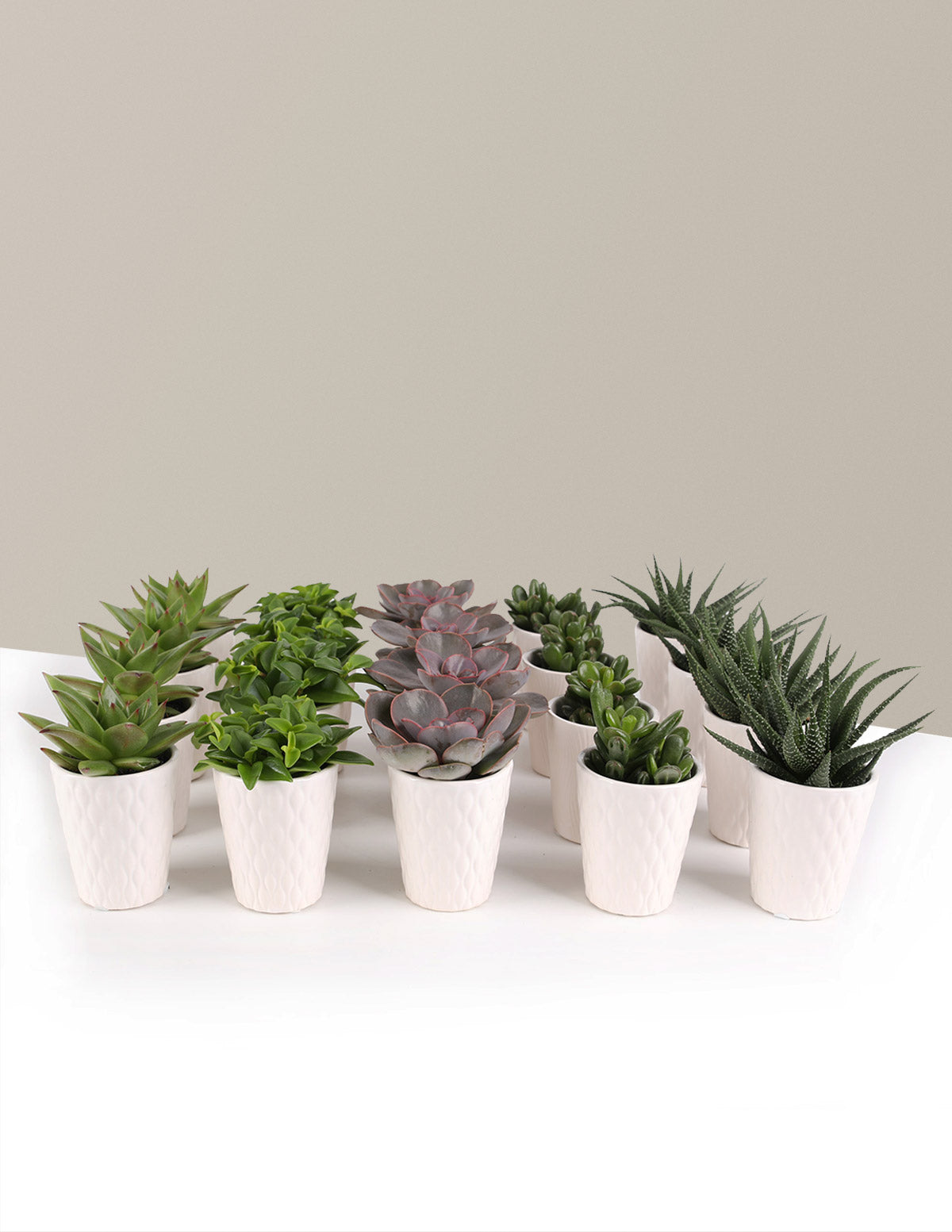 Mega Mini Succulent Party Pack, 20