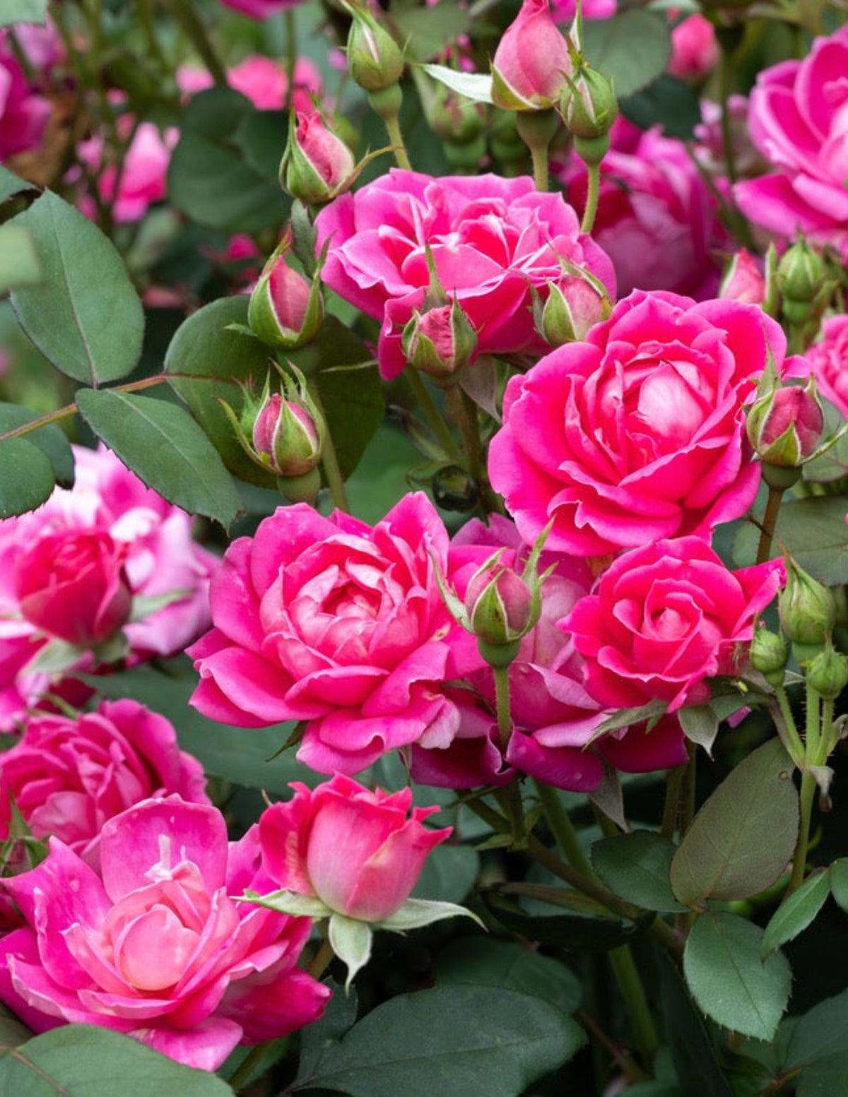 Pink Double Knock Out Rose