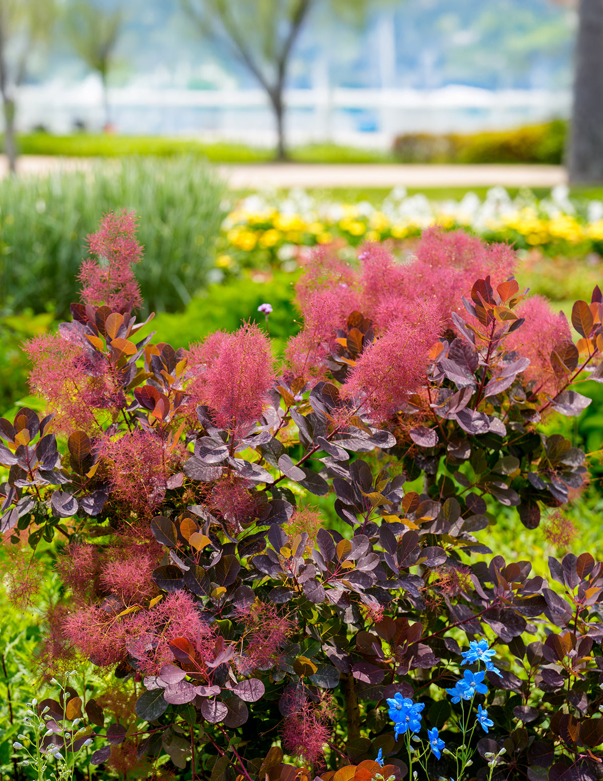 Royal Purple Smoke Bush