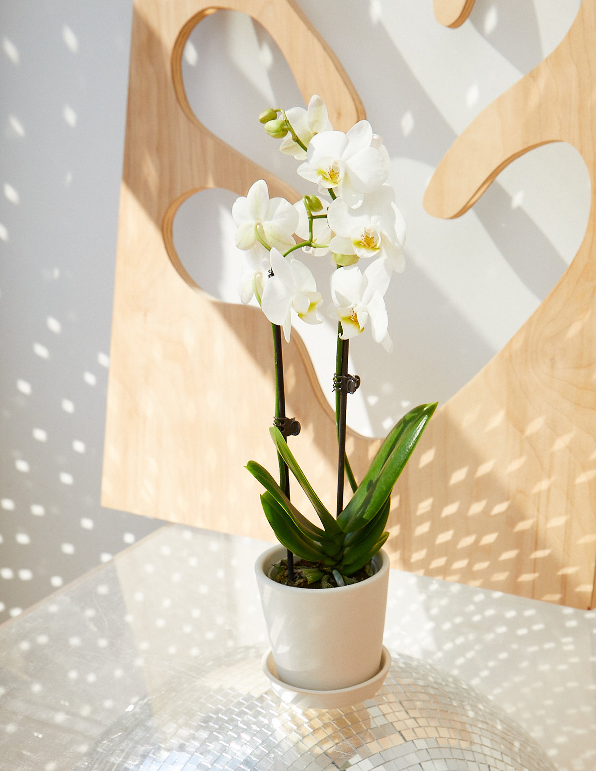 Petite White Orchid with Yellow